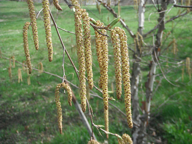 IMG_2203 (Populus tremuloides).jpg
