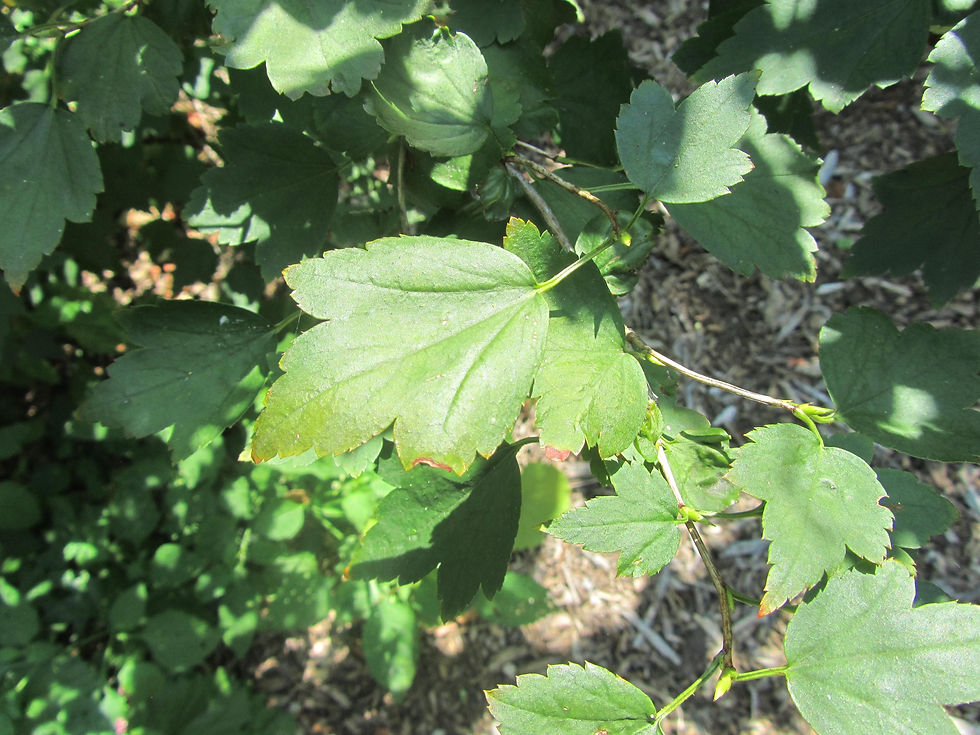 Ribes maximowiczianum