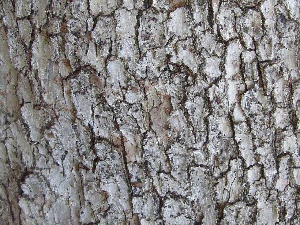 Koelreuteria bipinnata