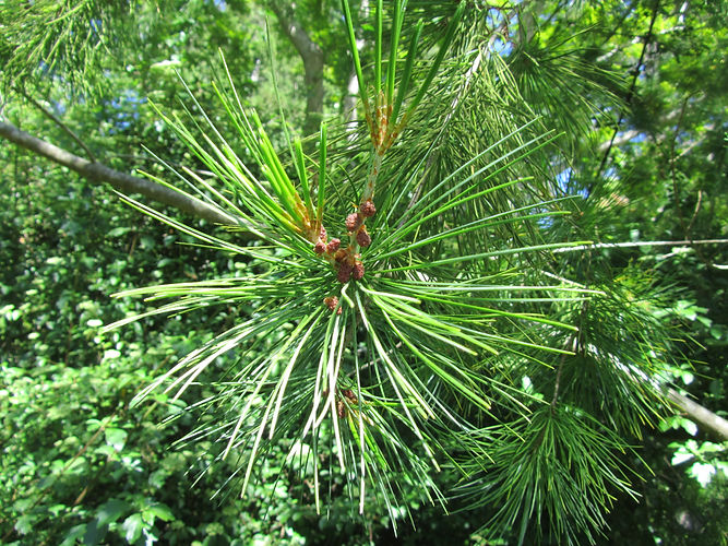 IMG_2203 (Populus tremuloides).jpg