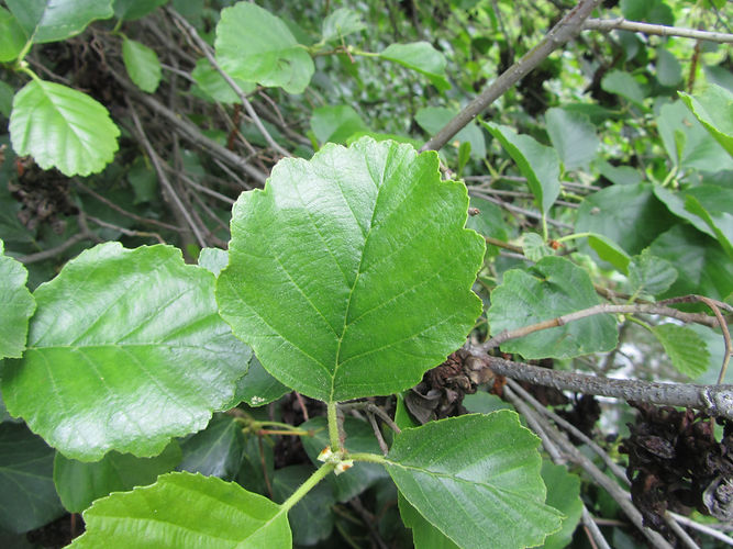 IMG_2203 (Populus tremuloides).jpg
