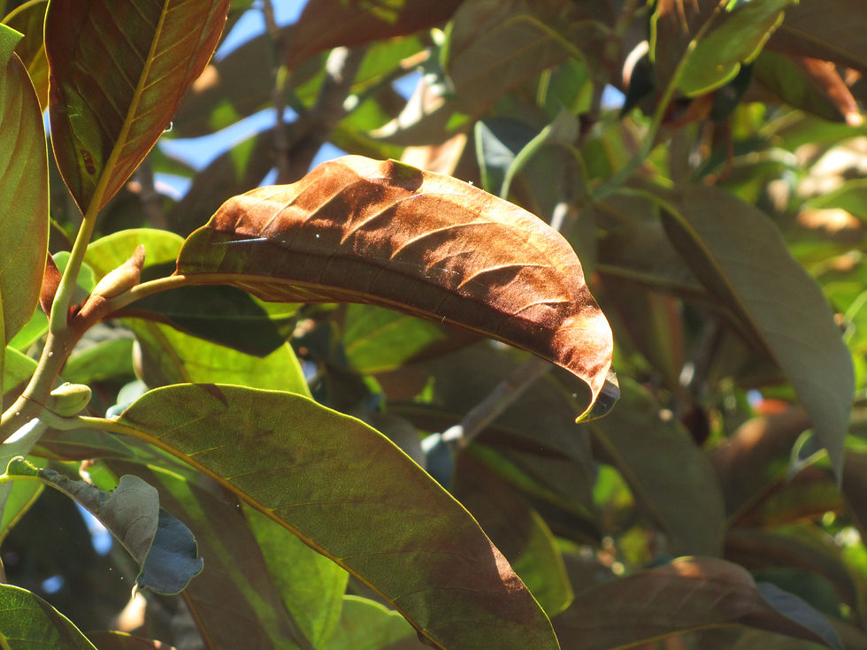 Magnolia doltsopa