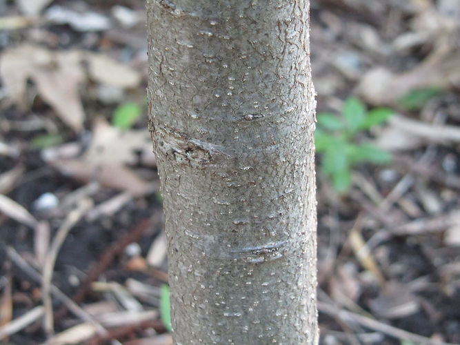 IMG_2203 (Populus tremuloides).jpg