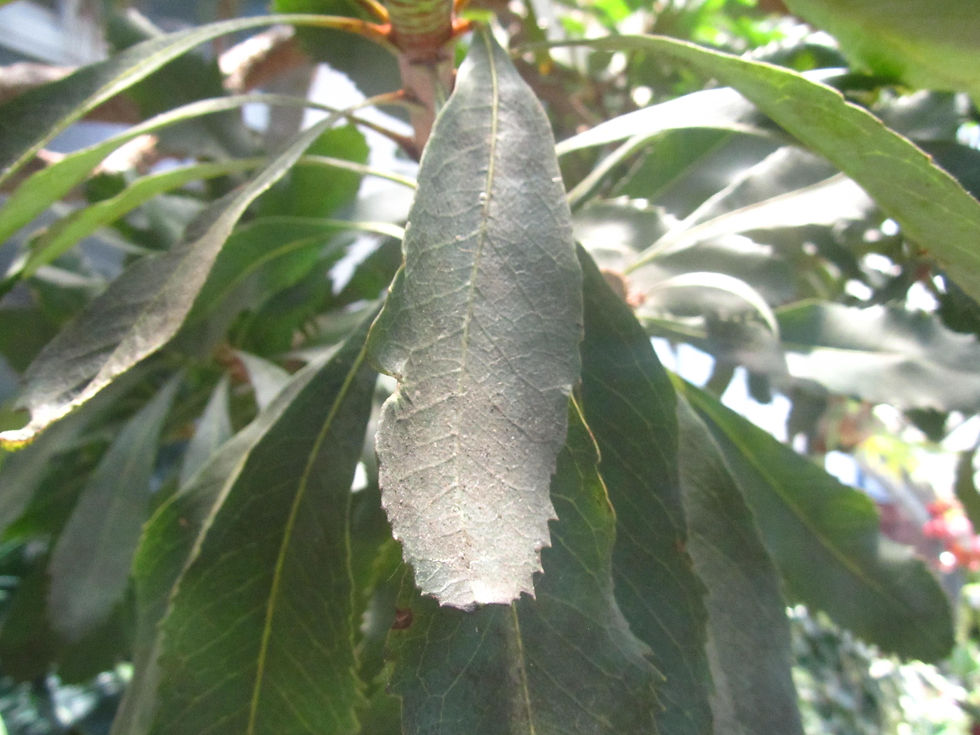 Telopea speciosissima