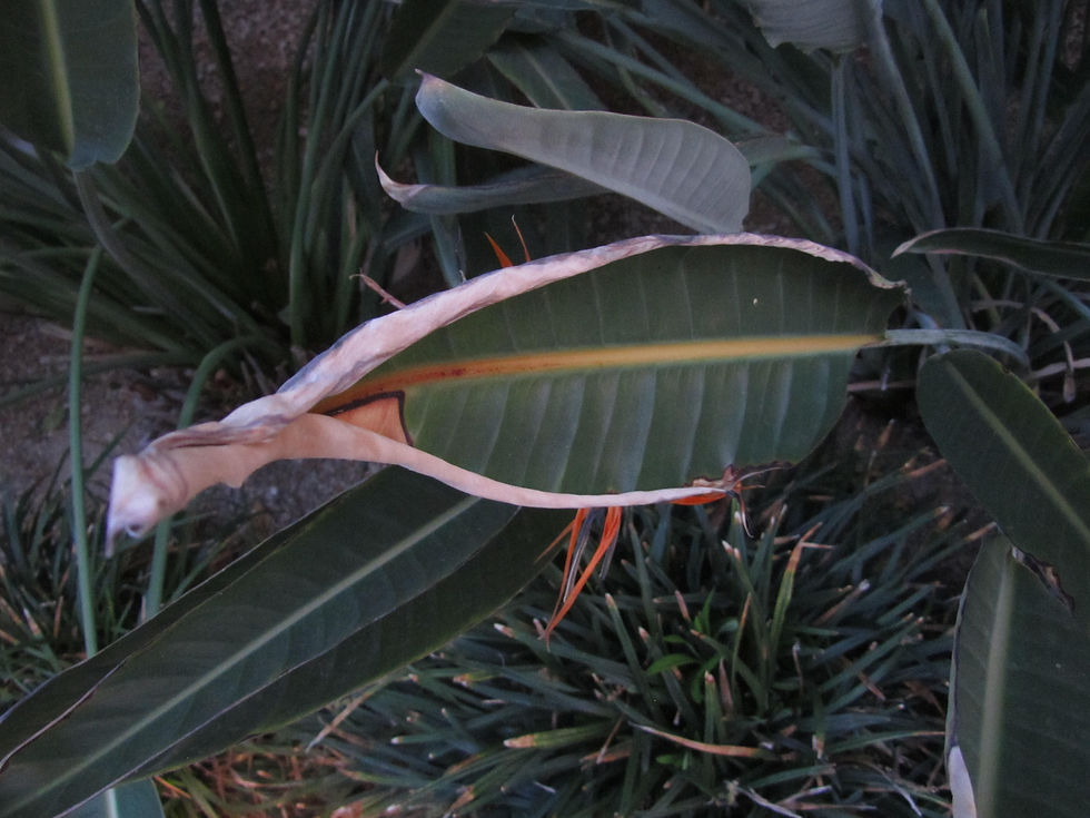 Strelitzia reginae