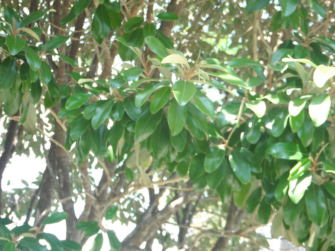 IMG_2203 (Populus tremuloides).jpg