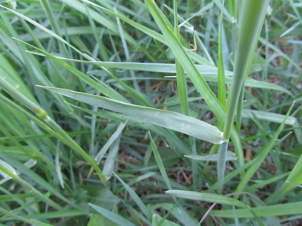 Alopecurus pratensis