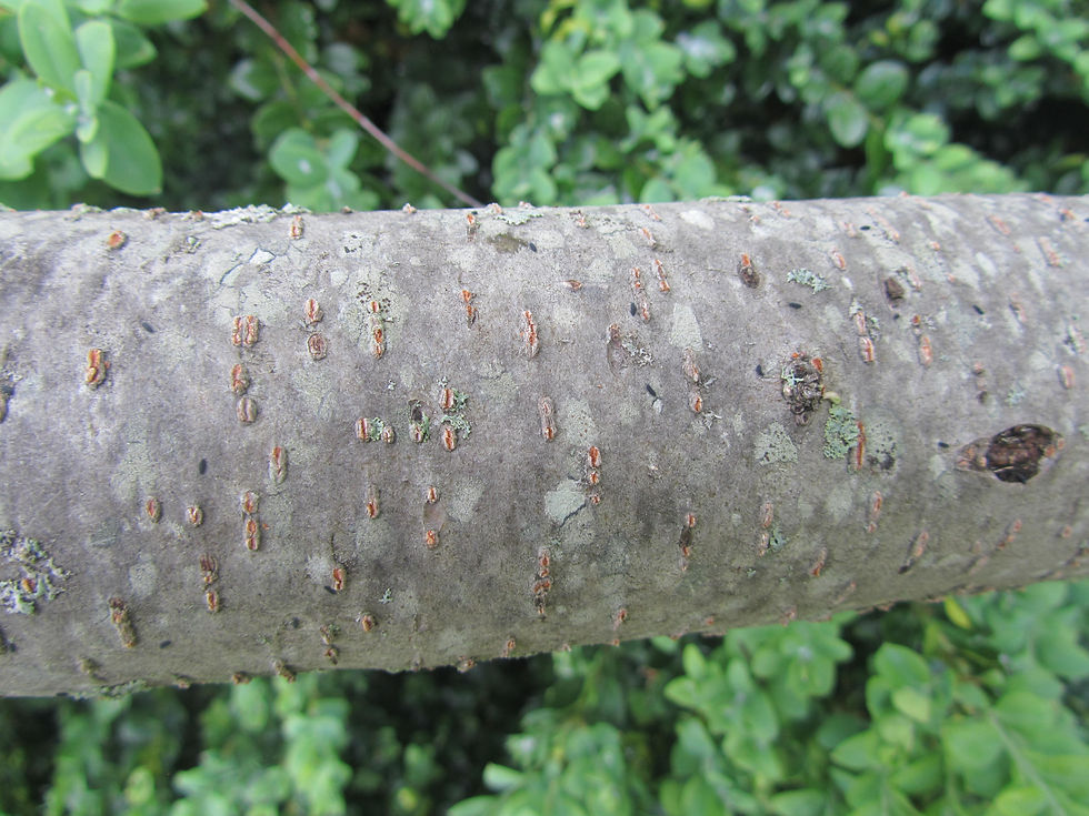 Cotoneaster submultiflorus