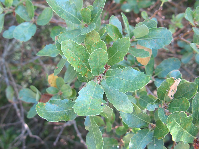 IMG_2203 (Populus tremuloides).jpg