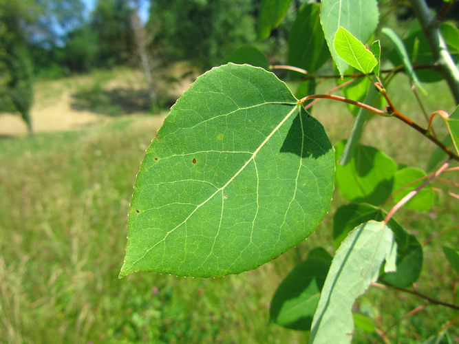 IMG_2203 (Populus tremuloides).jpg