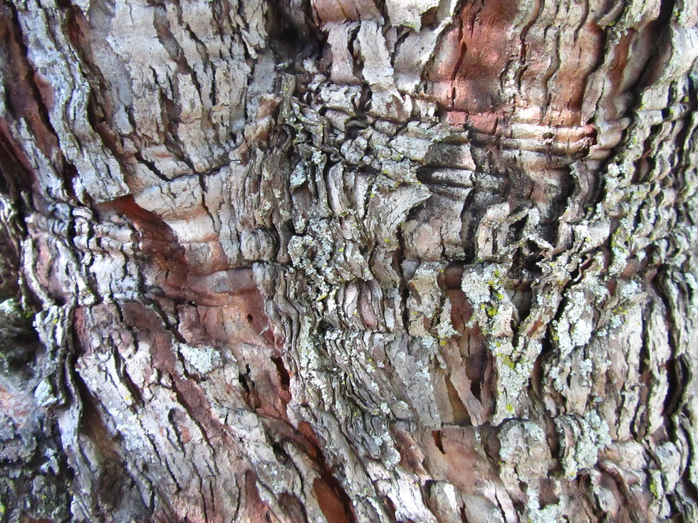 Crataegus songarica