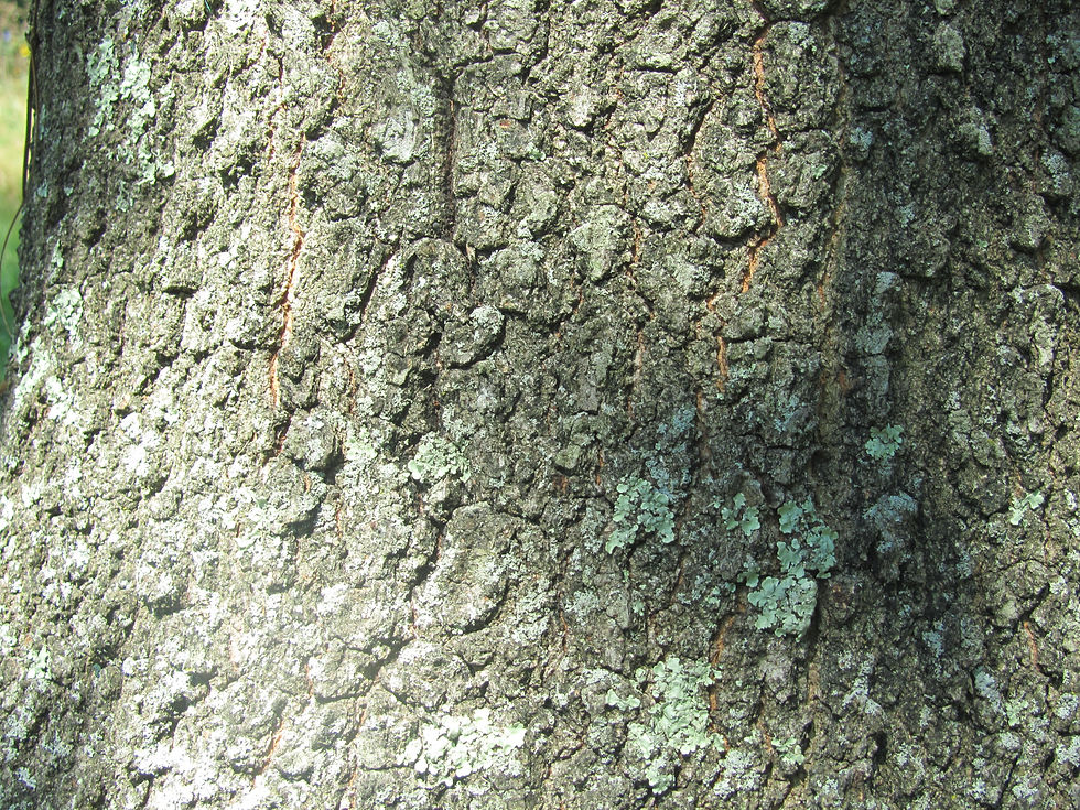 Quercus laurifolia