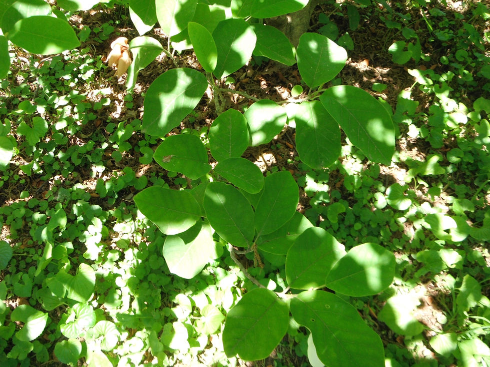 Magnolia sieboldii