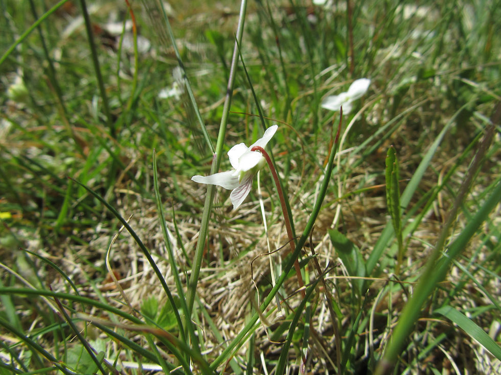Viola lanceolata