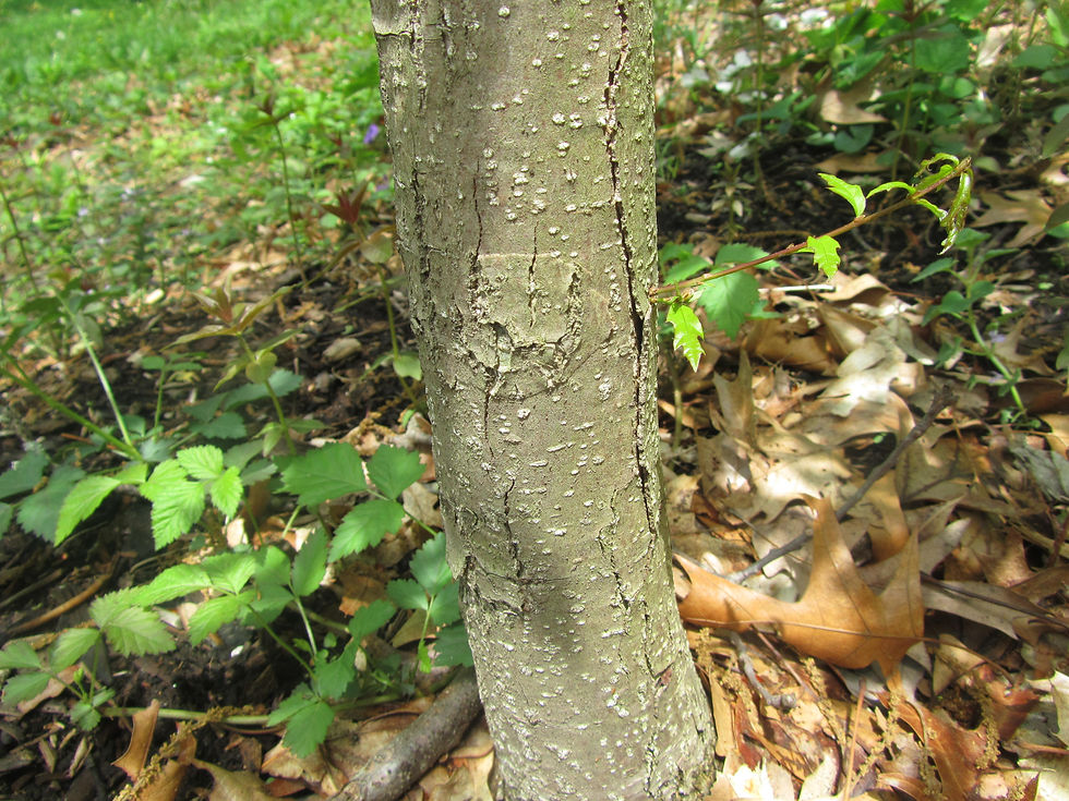 Quercus x comptoniae