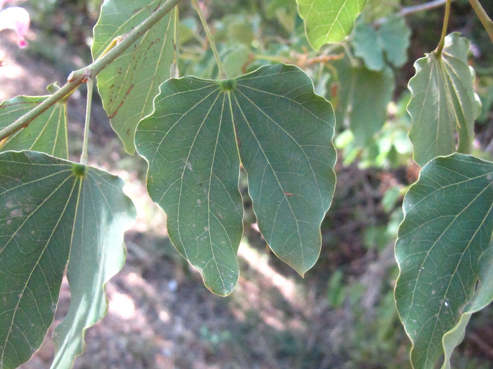 Bauhinia macranthera