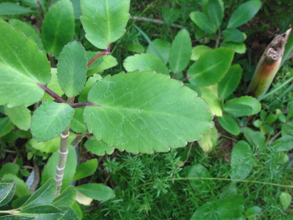 Kalanchoe pinnata