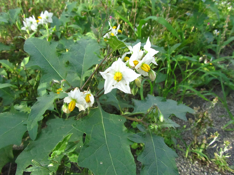 Solanum carolinense