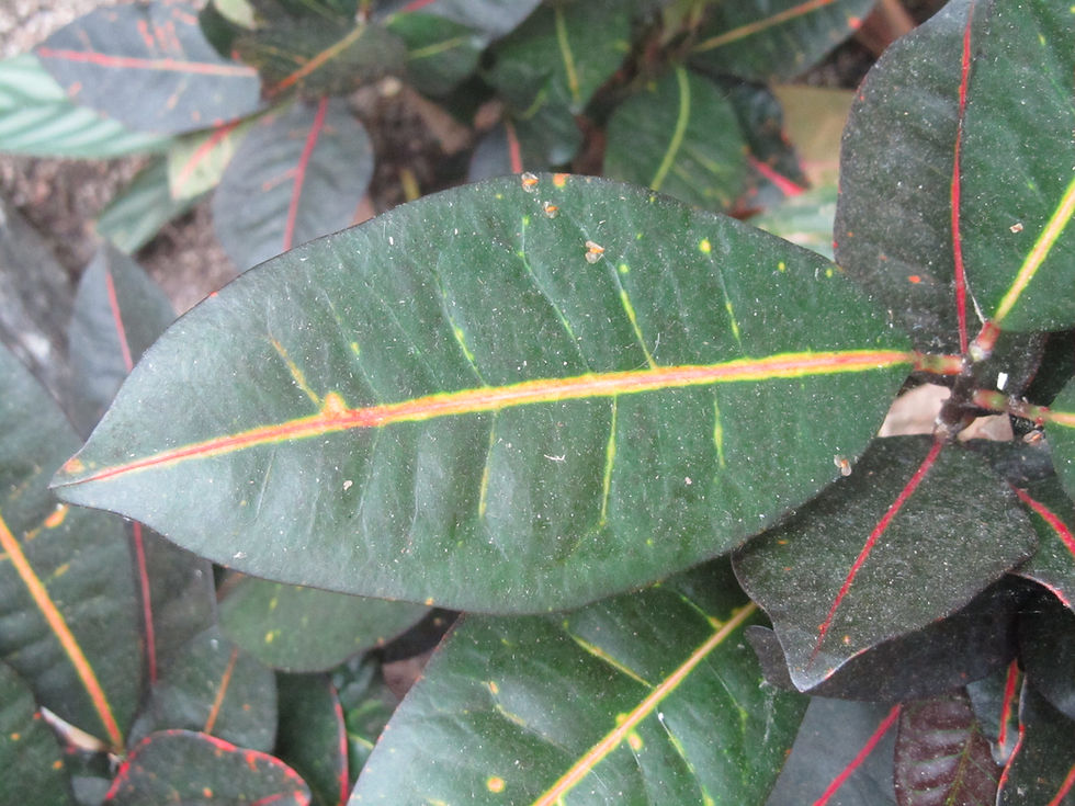 Codiaeum variegatum