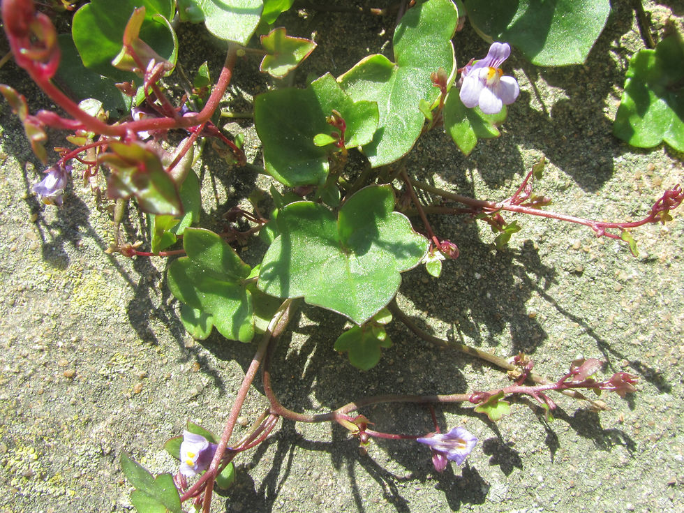 Cymbalaria muralis