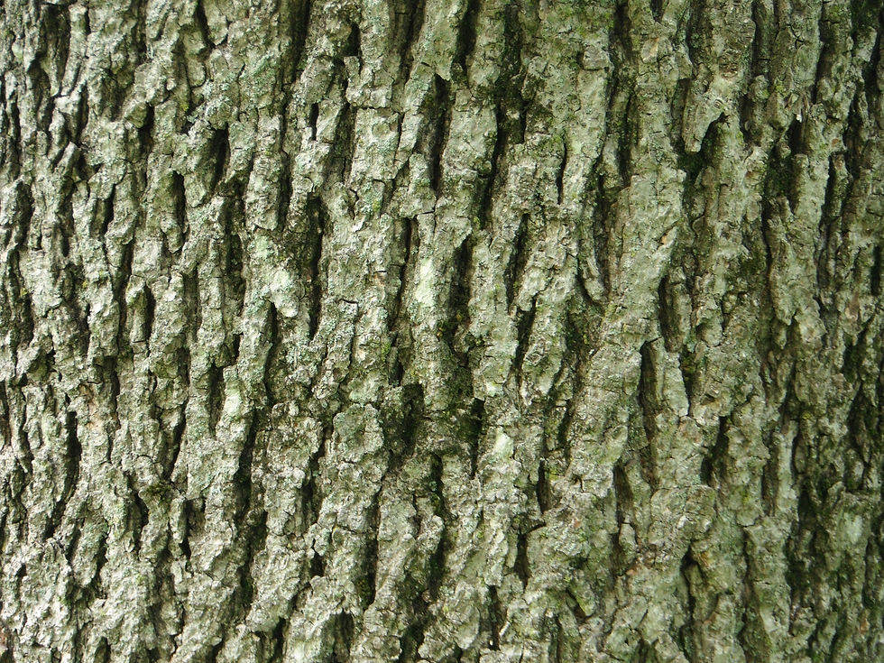 Carya cordiformis