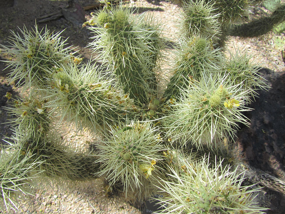Cylindropuntia bigelovii
