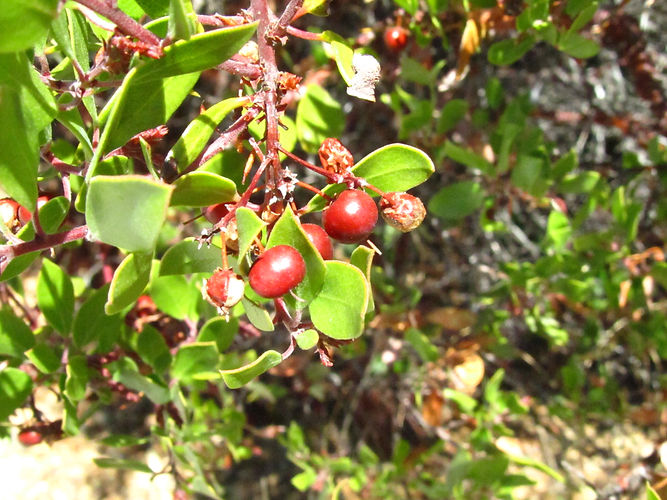 IMG_2203 (Populus tremuloides).jpg