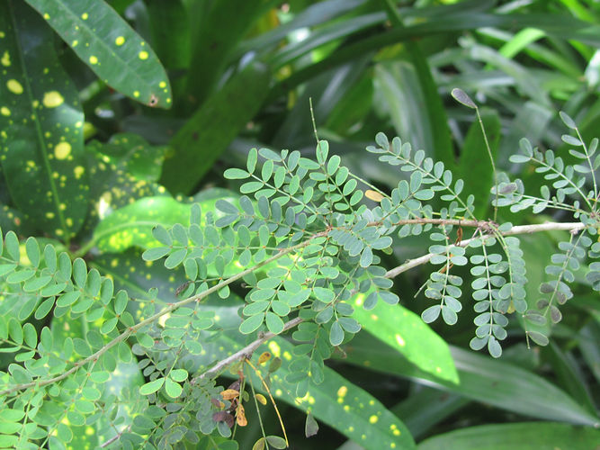 IMG_2203 (Populus tremuloides).jpg