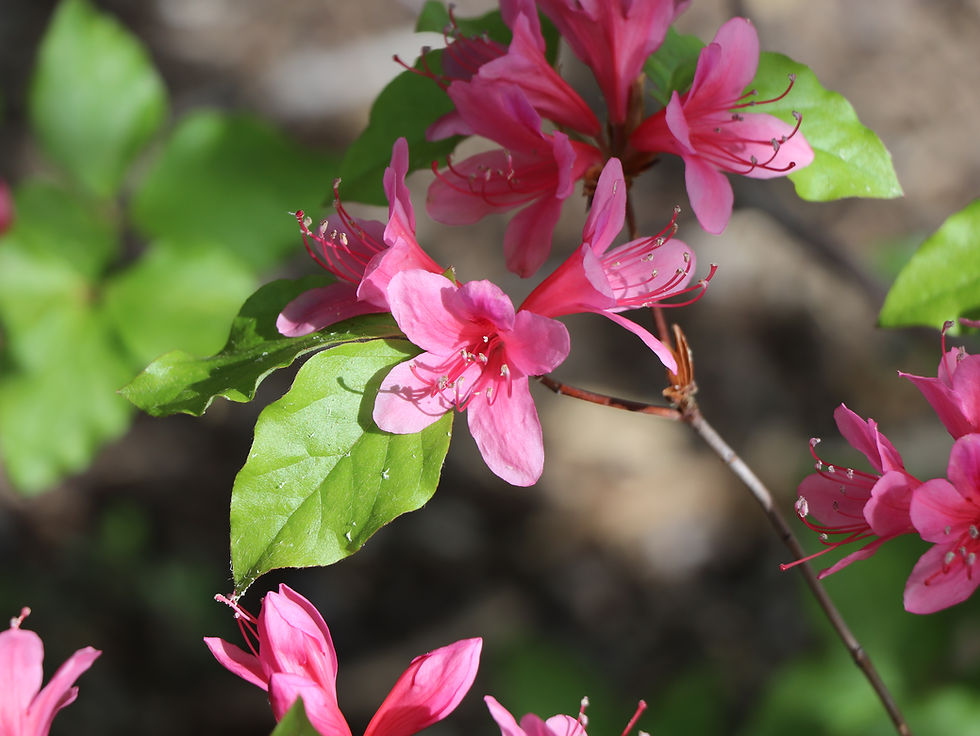 Rhododendron weyrichii