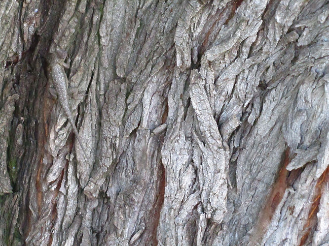 IMG_2203 (Populus tremuloides).jpg