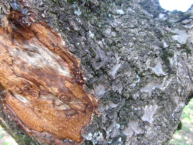 IMG_2203 (Populus tremuloides).jpg