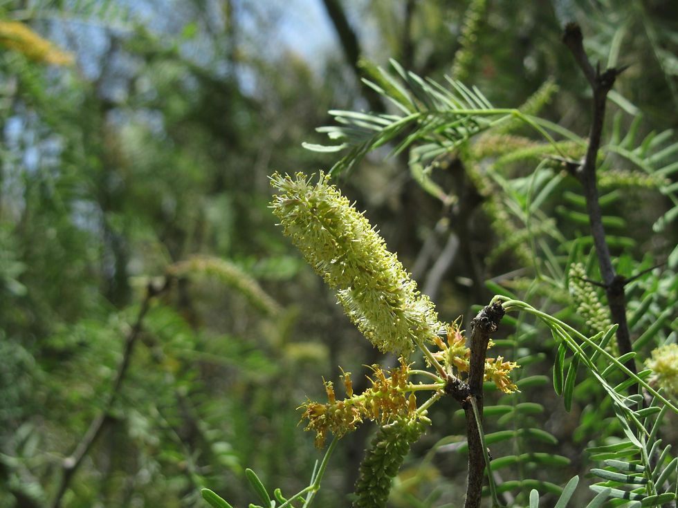 Prosopis glandulosa var. glandulosa