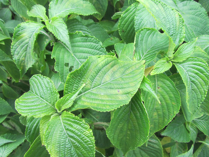 IMG_2203 (Populus tremuloides).jpg
