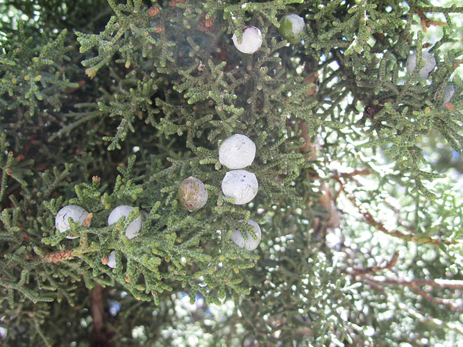 IMG_2203 (Populus tremuloides).jpg