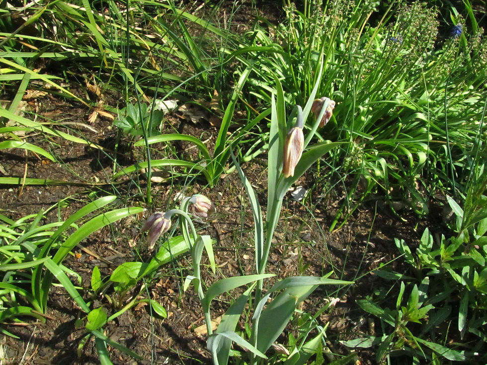 Fritillaria uva-vulpis