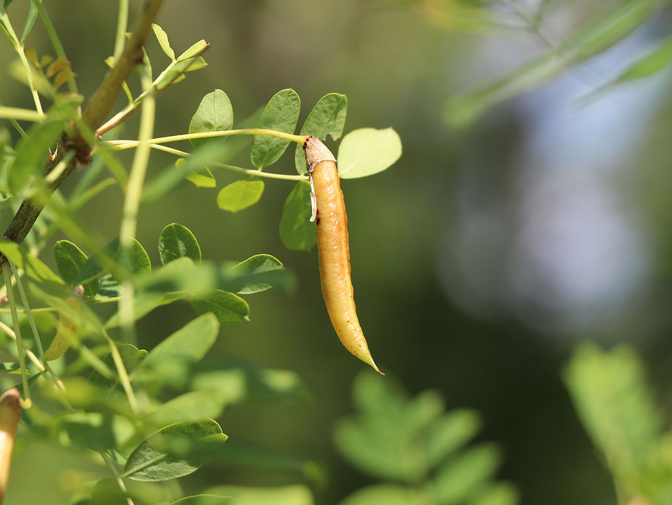 Caragana decorticans