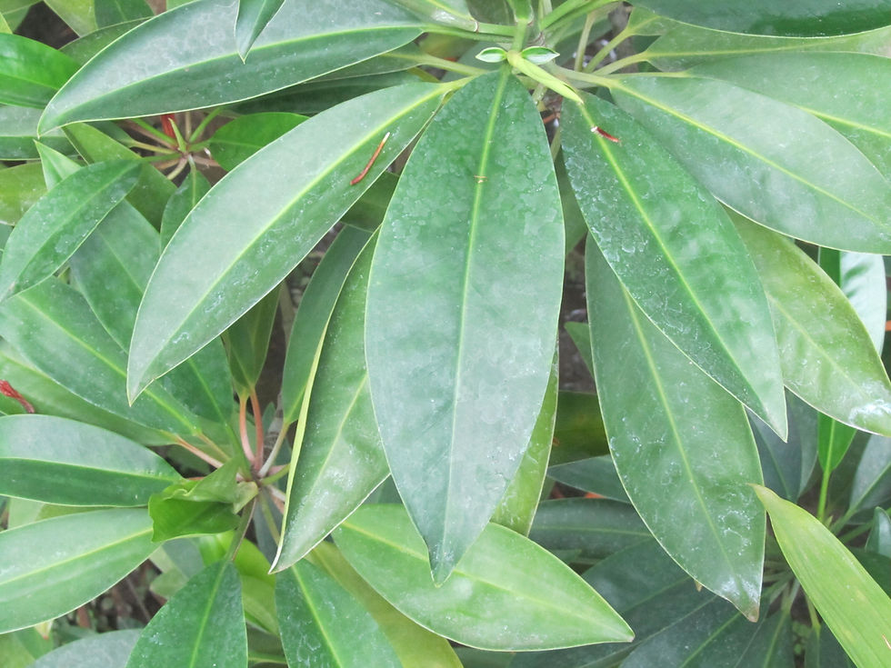 Bruguiera gymnorhiza