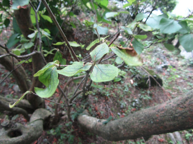 IMG_2203 (Populus tremuloides).jpg