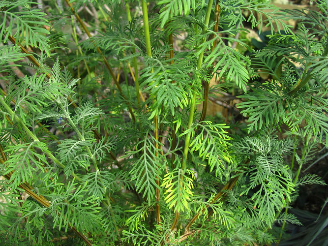 IMG_2203 (Populus tremuloides).jpg