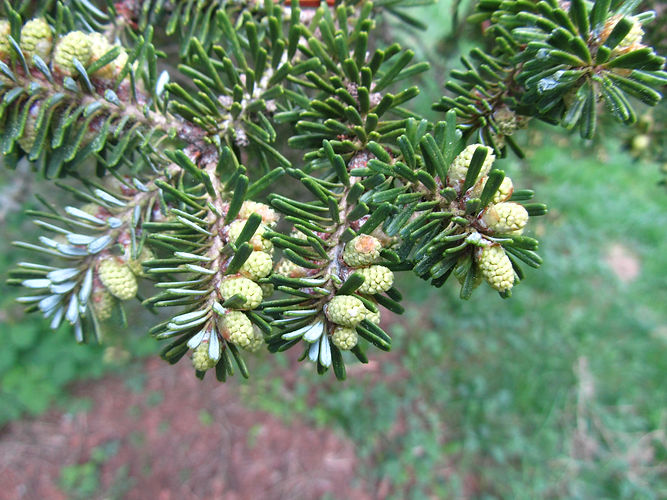 IMG_2203 (Populus tremuloides).jpg