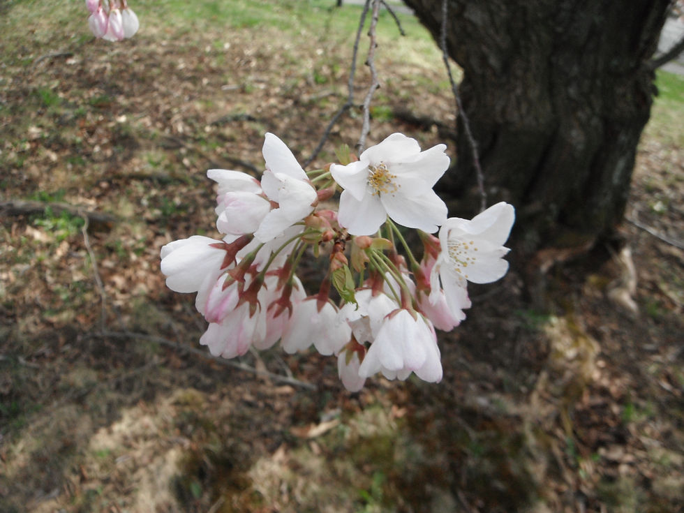 Prunus x yedoensis