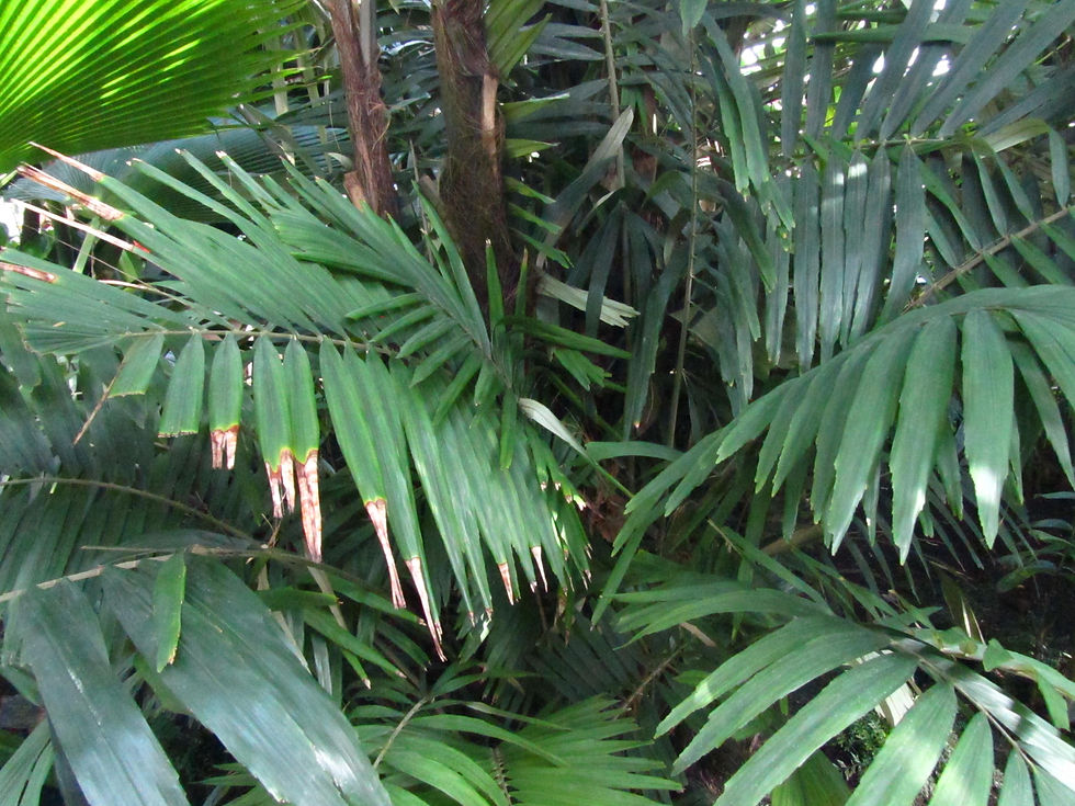Arenga microcarpa