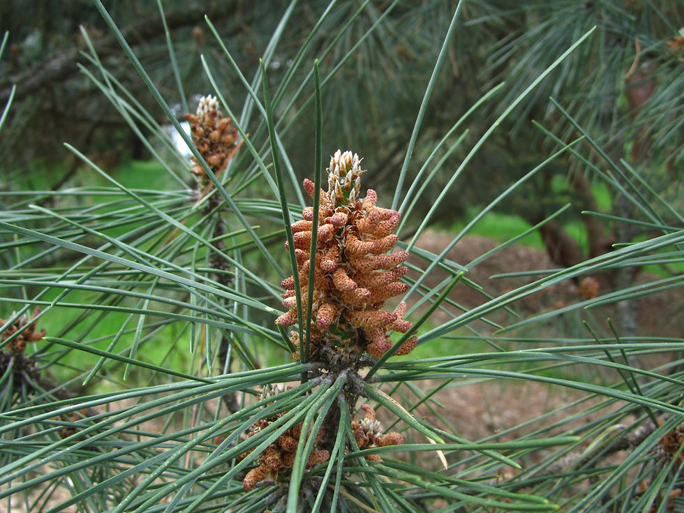 Pinus thunbergii