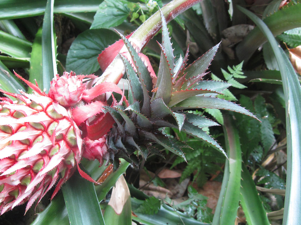 Ananas comosus