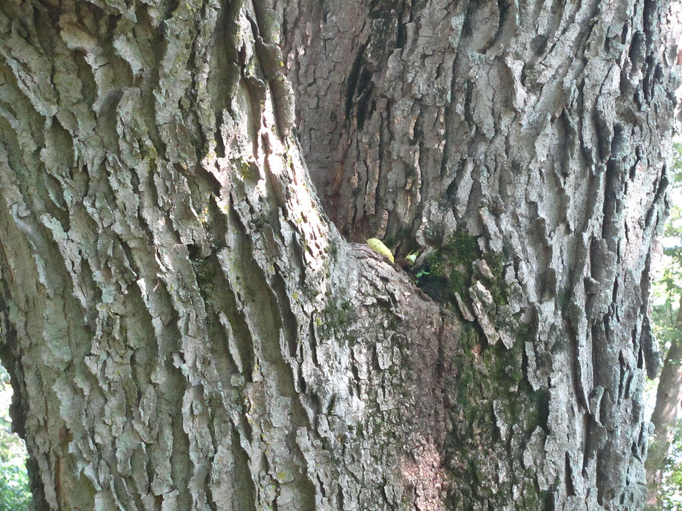 Celtis occidentalis