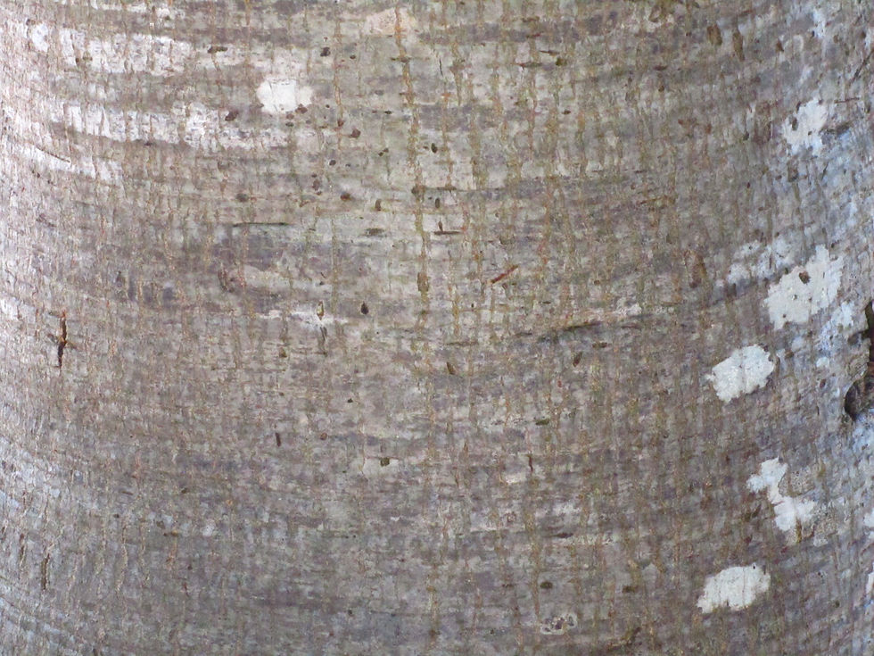 Quercus tomentella
