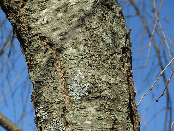 IMG_2203 (Populus tremuloides).jpg