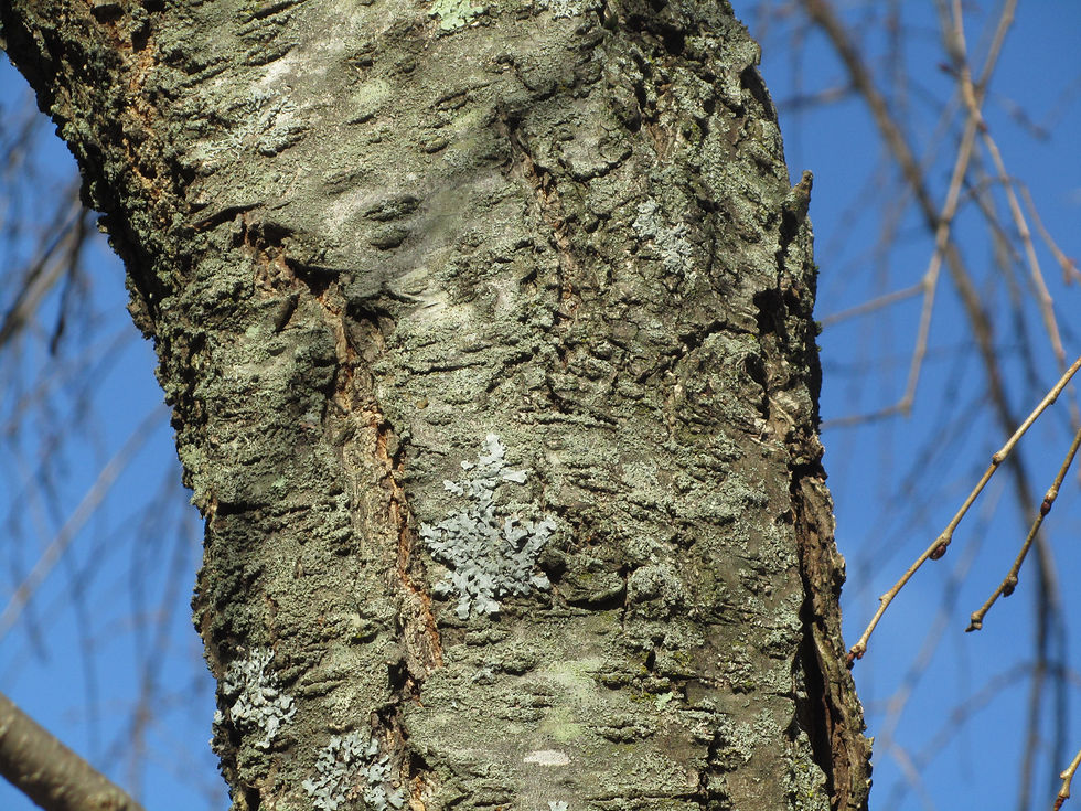 Prunus x subhirtella 'Pendula'