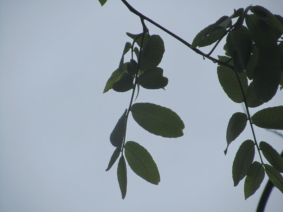 Cyclocarya paliurus