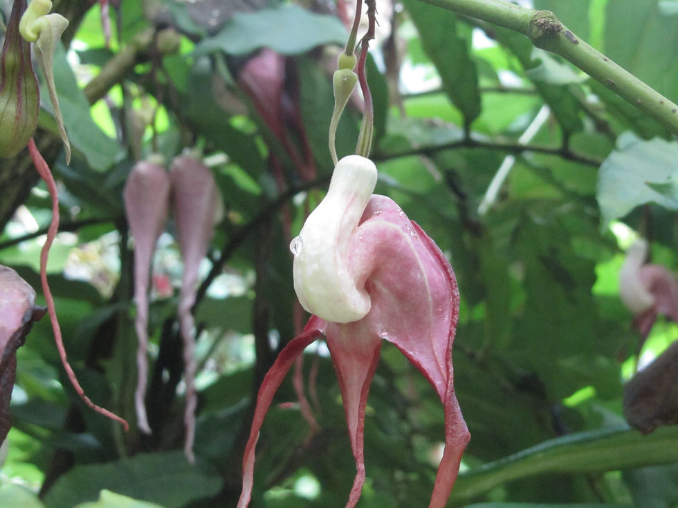 Aristolochia tricaudata